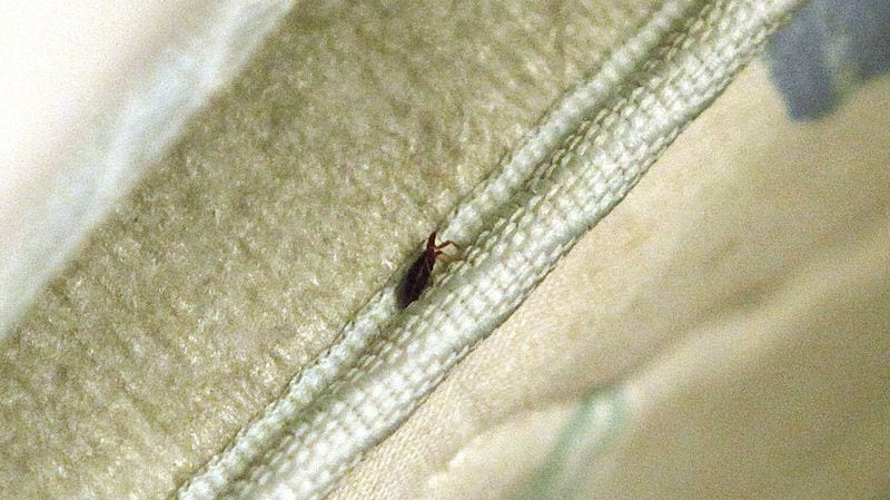 Punaise de lit cachée le long de la couture d'un matelas