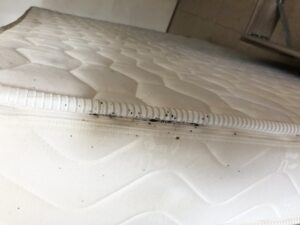 Traces de punaises de lit sur un matelas