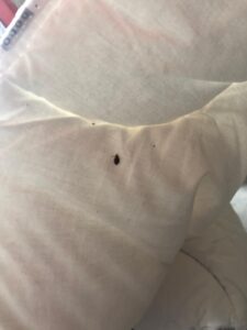 Déjections de punaises de lit sur un sommier